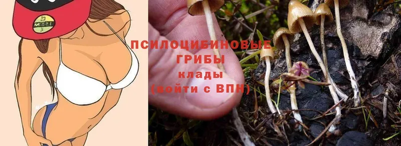 Псилоцибиновые грибы Psilocybe  наркошоп  Мурино 